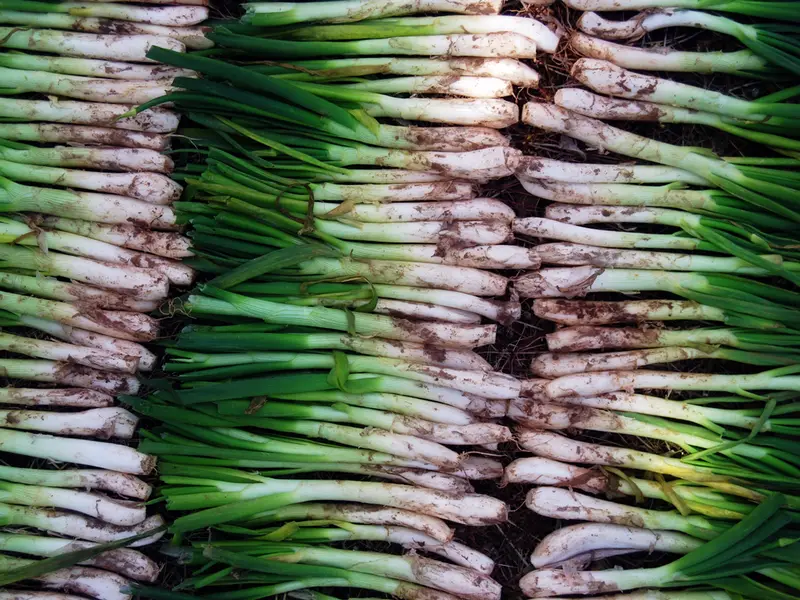 Calçotada