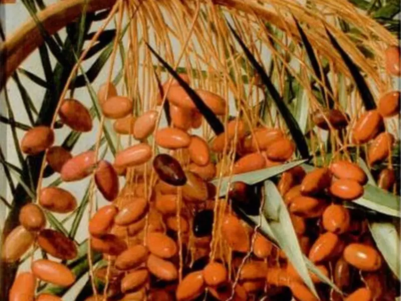 Dattes de la palmeraie