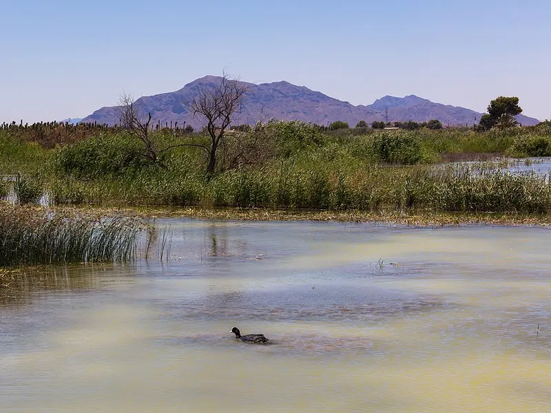 Parc naturel d'El Hondo