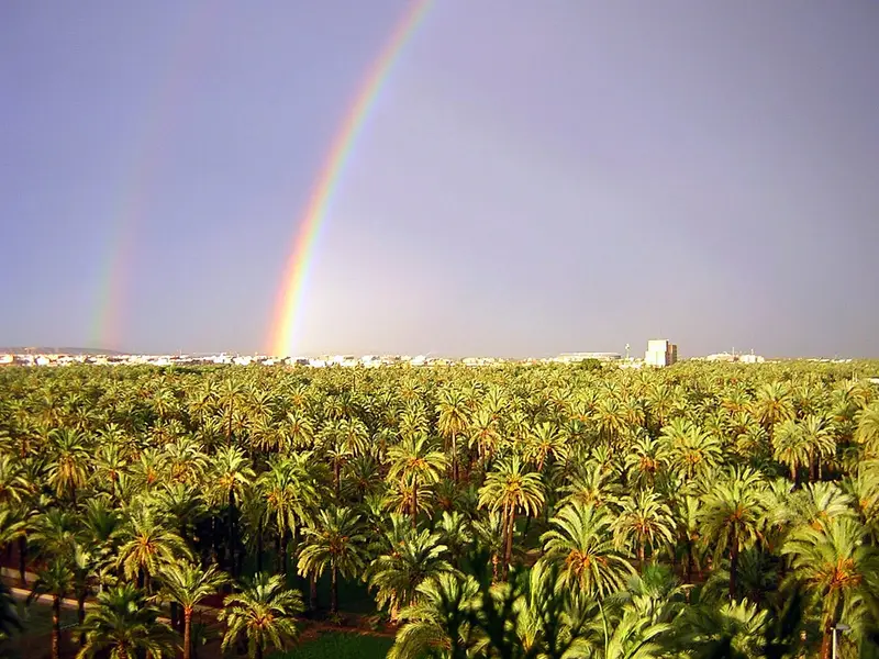 Palmeraie d'Elche