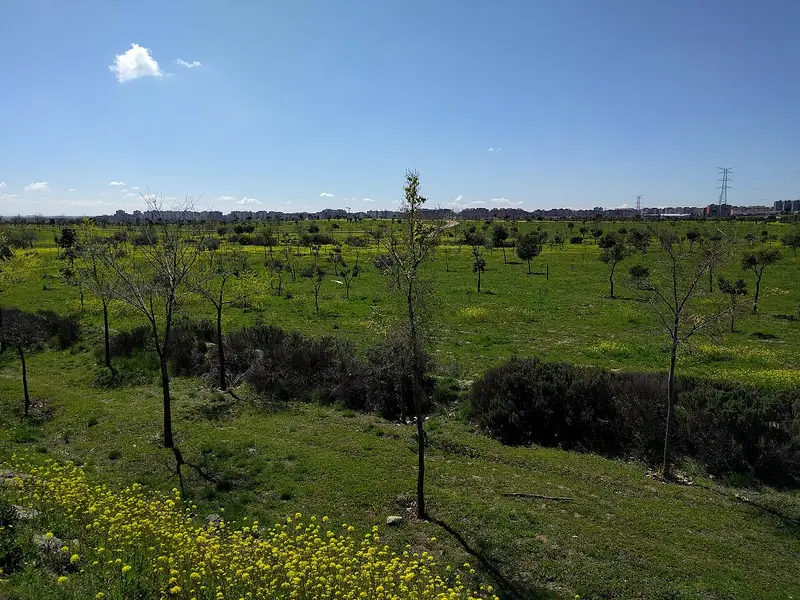 Bosque Sur