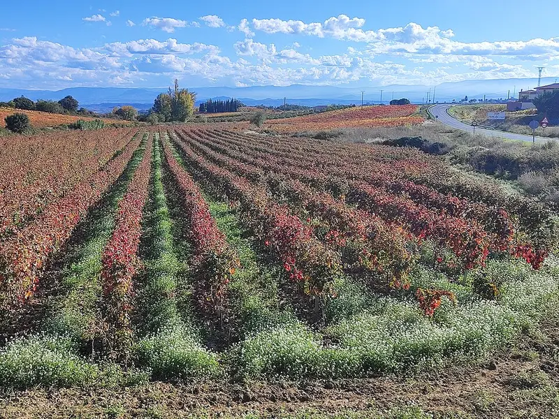 Vignobles de la Rioja