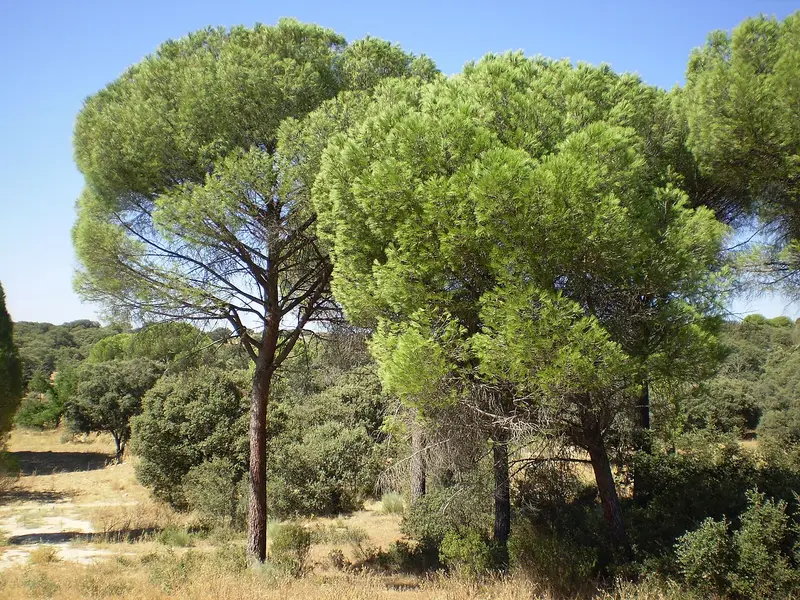 Berges du Guadarrama