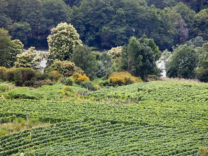Vins du Ribeiro