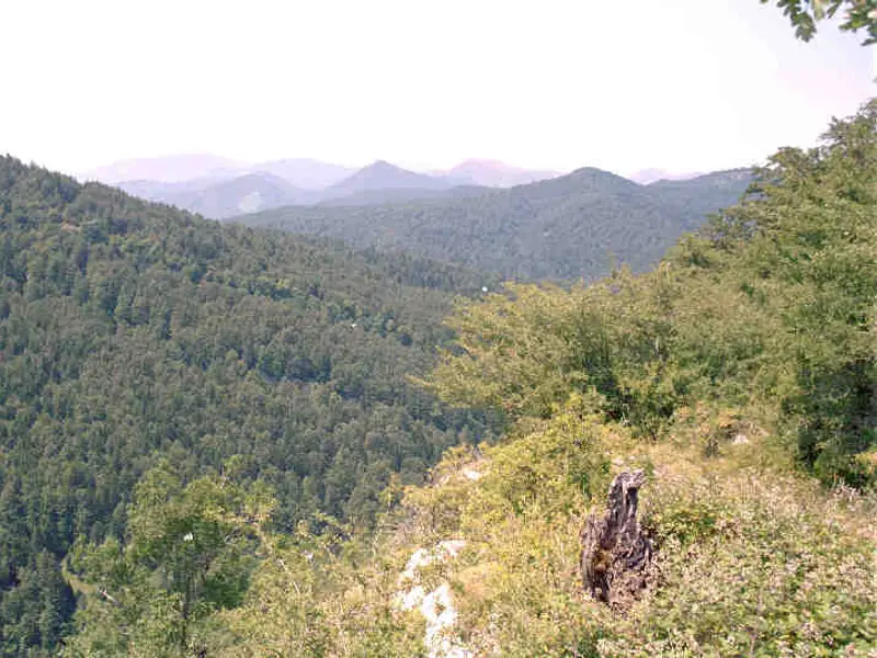 Forêt d'Irati