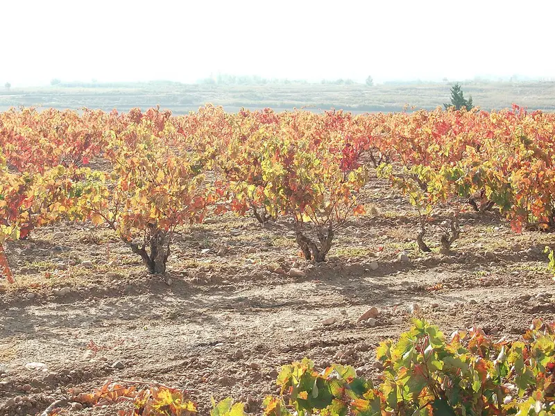 Vins de Navarre