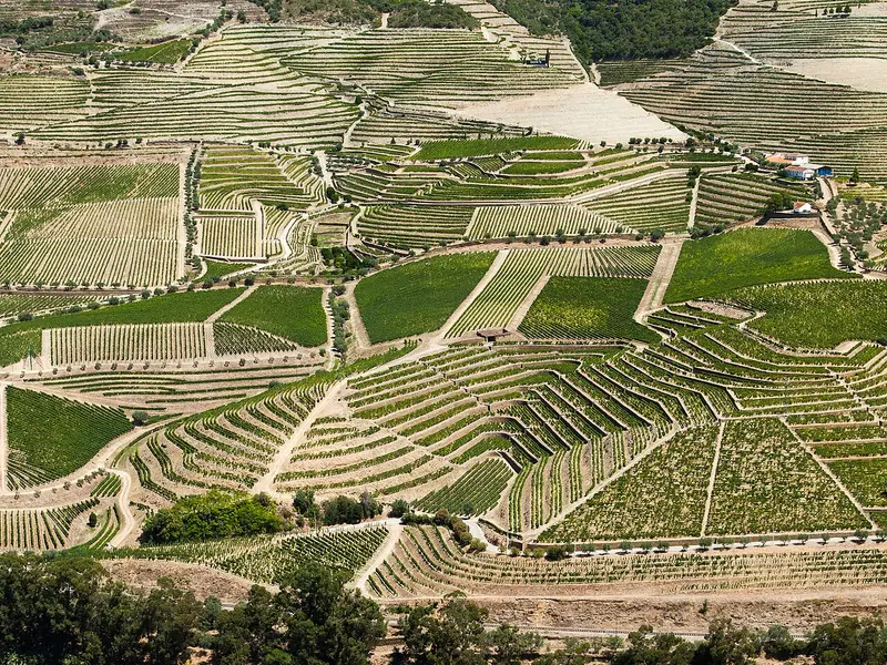 Vins de Ribera del Duero