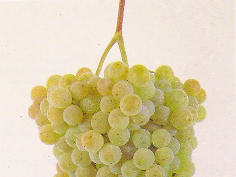 Albariño