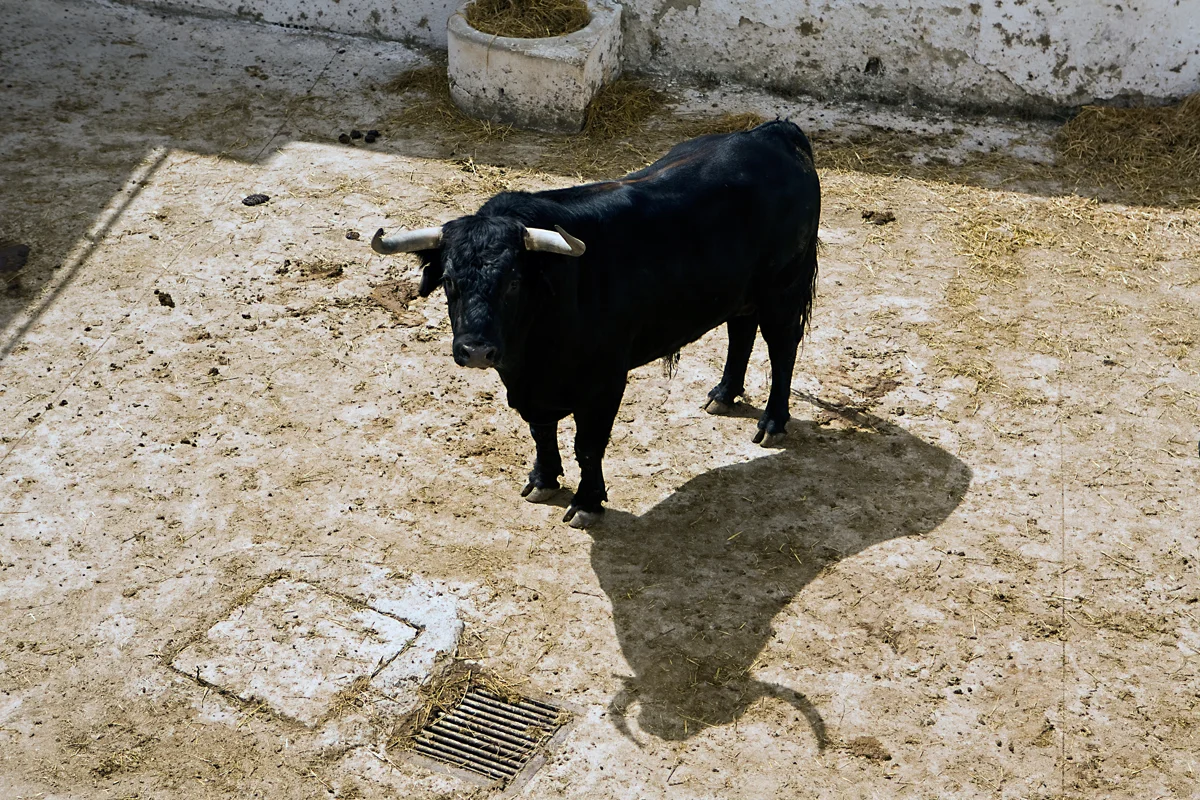 Les fêtes de la San Fermín à Pampelune : traditions, encierros et guide pratique